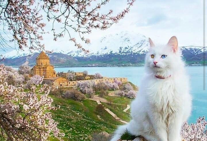 Van Kedisi, Akdamar Adası ve Van Gölü 💙💙💙 üçü bir arada Günaydın herkese mutlu günler 🙋 Foto👉@muratcacim Van Vangölü Tatvan Ahlat…
